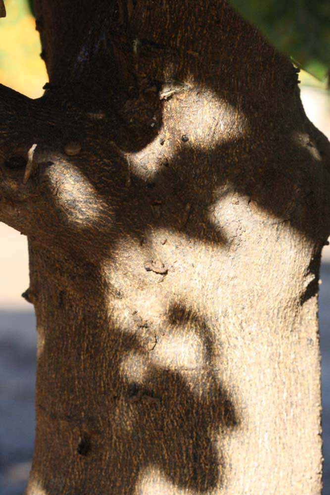              Bark (Riverside, CA)       